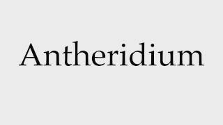 How to Pronounce Antheridium [upl. by Lonier]