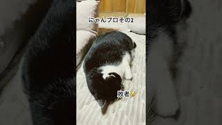 果たしておハナ坊は負けたのか？🤔ホカペついてますにゃんプロ猫多頭飼い [upl. by Niven]