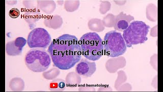 Morphology of Erythroid Cells [upl. by Trish164]