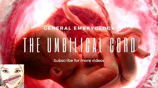 Medical embryology  The umbilical cord [upl. by Saeger]