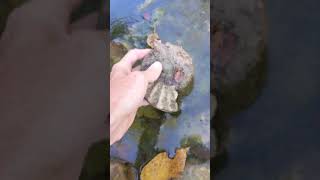 Ammonite Fossil found in North Texas this morning [upl. by Amber]