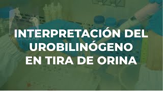 Interpretación del Urobilinógeno en Tira de Orina  GUÍA DE DIAGNÓSTICO DE LABORATORIO VETERINARIO [upl. by Ayela]