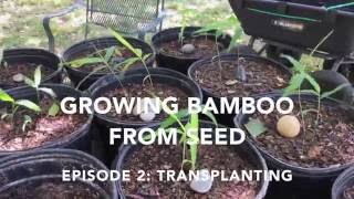 Growing Bamboo from Seed Episode 2 Transplanting [upl. by Alin421]