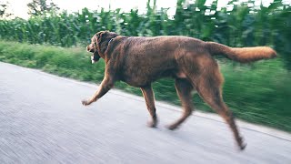 Labrador Running [upl. by Horter]