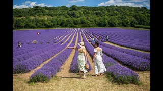 Lavender Season 2024 at Castle Farm in Kent [upl. by Hennahane]