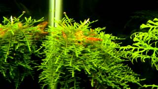 Weeping Moss  Vesicularia Ferriei Part 2 [upl. by Shayn921]