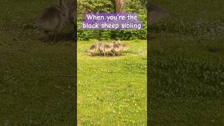 Gossiping Goslings 😂🐥  funnyanimals funnyshorts funnyshort babyanimals cuteanimalsdaily bc [upl. by Eddana748]