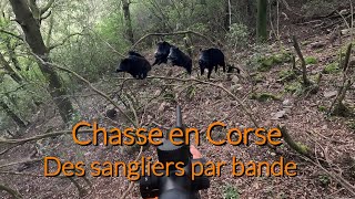 Tirs de 8 sangliers en battue💥chasse en Corse à Bastelica [upl. by Sivle]