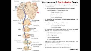 Corticobulbar Tracts EXPLAINED  Cranial Nerve Motor Function [upl. by Nirag42]