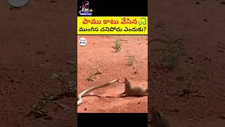 పాము కాటేసిన ముంగిస చనిపోదు ఎందుకు😲😲 snake vs mangoose shorts viral [upl. by Saffian]