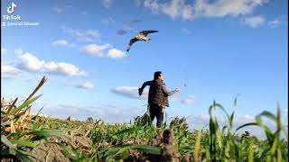 تدريب الصقر على الملواح Lanner falcon [upl. by Schaefer122]