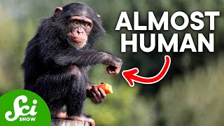 How Humans Are Almost Identical to Chimps According to DNA [upl. by Knuth]