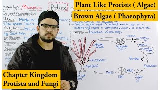 Brown algae  Phaeophyta  Plant Like Protists Algae  Chapter protista and Fungi [upl. by Anirdna191]