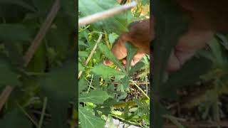 Taking Time To Get This Okra okra ladyfinger vegetable [upl. by Ag701]