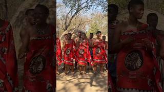 Matsamo Cultural Park in Swaziland 🇸🇿 shortsvideo swaziland travel [upl. by Strawn]