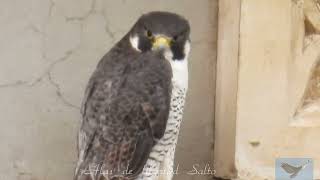 HALCÓN PEREGRINO y su alimentación Falco peregrinus Peregrine Falcon [upl. by Phillip]