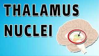 The Thalamus [upl. by Faires]