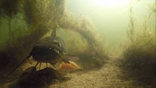 Nesting Catfish Brown Bullhead [upl. by Godding]