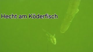 Hecht in Lauerstellung👀 Köderfisch in Gefahr❗️🤣 [upl. by Cilla]