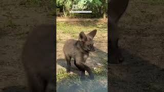 Loboguará adotado como cachorro em MG se torna pai no Zoo Pomerode [upl. by Eedrahc]