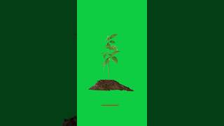 Green screen plant tree growing time lapse [upl. by Jeffcott585]