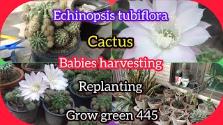 echinopsis tubiflora cactus  babies harvesting  replanting cactus  Grow green 445 [upl. by Tymothy888]