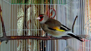 Carduelis caniceps Goldfinch song Best for training [upl. by Takeshi]