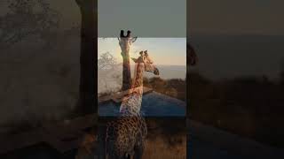 Dinokeng Game Reserve Winter Special with Travelsome [upl. by Ignacio534]