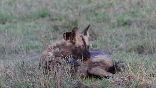 African Wild Dogs Gorongosa NP Mozambique [upl. by Berneta]