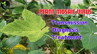 Mosaic Virus in Plants  Causes Symptoms and Control in Tamil [upl. by Erdnaxela806]