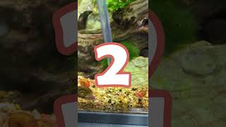 How To Add NEW Red Cherry Shrimp To An Aquarium 🦐 shorts [upl. by Lamiv]