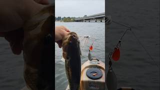 Fall SpinnerBait Fishing Lake Lanier Spotted Bass [upl. by Cam305]