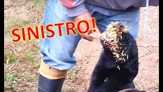 Cão Que Atacou Porco Espinho [upl. by Eeltrebor]