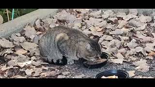 WALDO 1 💥 EATING ON THE STREETS OF CHIPPEWA CREEK STREET BRECKSVILLE OHIO SAFARI PARK gangsterunite [upl. by Tavie]