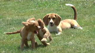 Cocker X Cavalier King Charles Spaniel Puppies for Sale [upl. by Aierbma463]