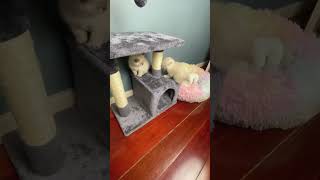 Onemonthold kittens run jump fall and do all sorts of naughty things asmr catvideo kittens [upl. by Eecak385]