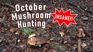 MOST INSANE Mushroom Hunting on October 6th 2024  Boletus Edulis  Cep  Funghi Porcini  Mushrooms [upl. by Marianne]