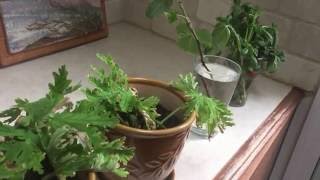 How to propagate easily citronella basil and fig cuttings [upl. by Ayotahc909]