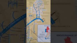 VEINS OF HUMAN BODY  HUMAN ANATOMY [upl. by Kirbee]