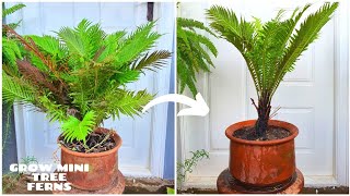 Mini Tree Fern Care and Propagation [upl. by Flanagan]