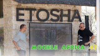 Mosiele Africa 47  Słoniowe olbrzymy [upl. by Jolenta969]