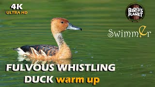 FULVOUS WHISTLING DUCK 4K [upl. by As]