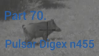 Part 70 Wild boar hunting Pulsar Digex n455 [upl. by Yrmac112]