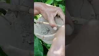 Lychee propagation part 2 pakistan lycheefruit lychee propagation urdu fruit litchi nature [upl. by Ingold]