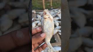 সামুদ্রিক চৌকা শুঁটকি  OrganicShutkiService shorts viralshorts organic fish food organic [upl. by Ytteb918]