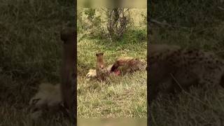 Hyena vs lionviralshortsviralvideoanimalsshortsfeedwildlifeelephantelionyoutubeshortslizard [upl. by Nabla765]