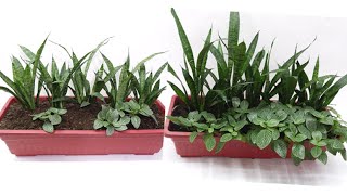 How to Grow Snake Plant Zeylanica and Fittonia Green in Single Pot at Home [upl. by Gareth]