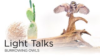 Light Talks Burrowing Owls [upl. by Mariejeanne]