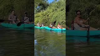 Ride the Napa Valley Paddle 🚣 california wine travel outdoors water [upl. by Adneram635]