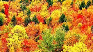 Peaceful Music Relaxing Music Instrumental Music quotAutumn Leavesquot by Tim Janis [upl. by Nylak]